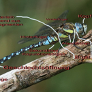Konsulent Luggi Knobel - Libelle - Arbeit
