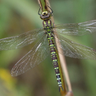 8_jpg-1281019035