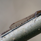 18_jpg-1281019125
