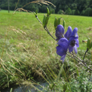 IMG_3035 _Large__JPG-1281034060
