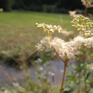 IMG_3036 _Large__JPG-1281034062
