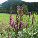 IMG_3038 _Large__JPG-1281034065