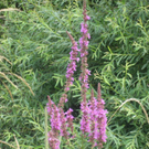 IMG_3052 _Large__JPG-1281034106