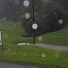 SDC11652.JPG