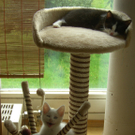 Sweety und Sahara _3_.JPG