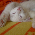 Sweety.JPG