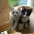 Sweety und Sahara.JPG
