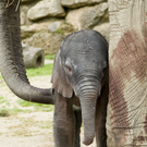 Elefantenbaby Schönbrunn 2010