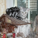 Jasmin3.JPG