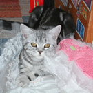 Jasmin4.JPG