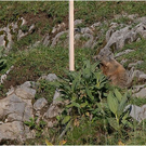 20100804_hochk__nzelspitze_192a_luc.jpg