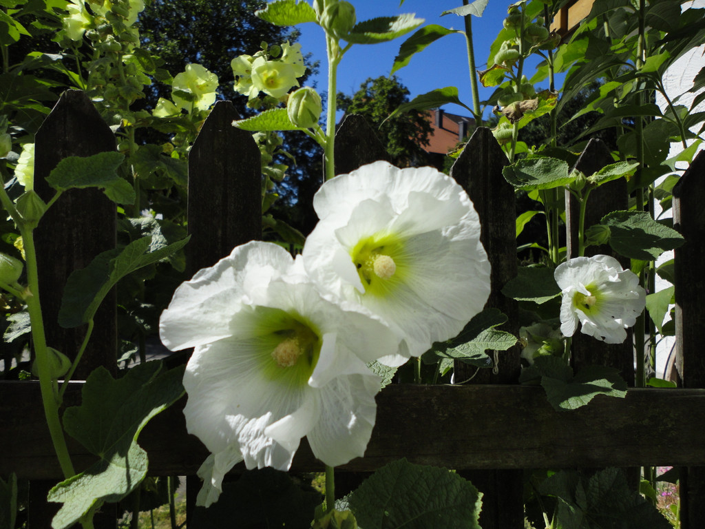 Meckartz 1_8_10 013.jpg