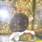 schildkröten