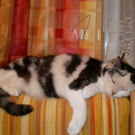 Angelika Lux_Trixi beim Mittagsschlaf.JPG