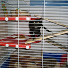 Cornelia Ebner_Ich bin ein Meerschwein.JPG