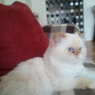 Herbert Gr__bner2.jpg