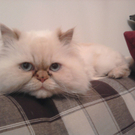 Herbert Gr__bner3.jpg