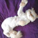 Herbert Gr__bner_shugar am R__ken liegend.jpg