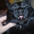 Margret Schratl_Pezi Vamp002.JPG