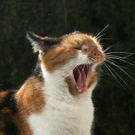 Nick Gerharter_Maggie1.jpg