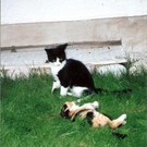 Nick Gerharter_Maggie3.JPG