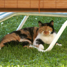 Nick Gerharter_Maggie4.JPG