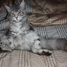 Rudolf Temmel_Lemur_227b.jpg