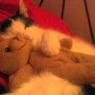 Sandra Morelli_Daisy pennt B__r III.JPG