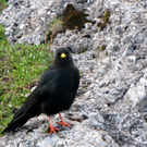 KOE_K__nigswanderung Drei Schwestern 52_jpg-1281340182