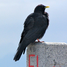 KOE_K__nigswanderung Drei Schwestern 53_jpg-1281340188