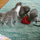 Katzenbabies