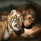 Oddest-Animal-Couples-01.jpg
