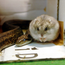 Oddest-Animal-Couples-02.jpg