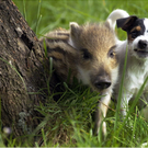 Oddest-Animal-Couples-03.jpg
