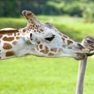 Oddest-Animal-Couples-06.jpg