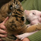 Oddest-Animal-Couples-07.jpg