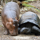 Oddest-Animal-Couples-08.jpg
