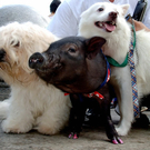 Oddest-Animal-Couples-09.jpg