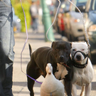 Oddest-Animal-Couples-10.jpg
