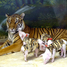 Oddest-Animal-Couples-11.jpg
