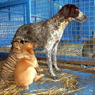 Oddest-Animal-Couples-12.jpg