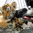 Oddest-Animal-Couples-13.jpg