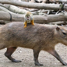 Oddest-Animal-Couples-14.jpg