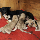 Oddest-Animal-Couples-15.jpg