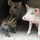 Oddest-Animal-Couples-17.jpg
