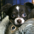 Oddest-Animal-Couples-18.jpg