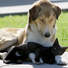 Oddest-Animal-Couples-20.jpg