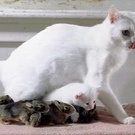 Oddest-Animal-Couples-21.jpg