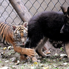 Oddest-Animal-Couples-22.jpg