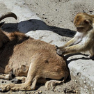 Oddest-Animal-Couples-23.jpg